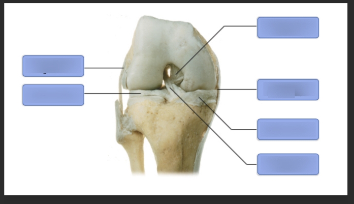 Knee joint anatomy labeling diagram