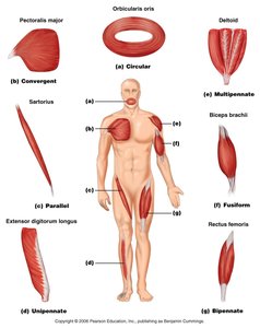 Types of muscle fascicle arrangements and examples