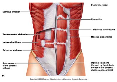 Abdominal wall muscles