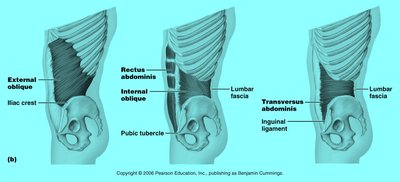 Lateral view of abdominal wall muscles