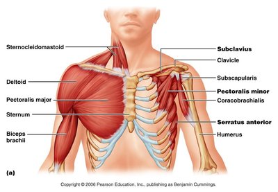 Muscles of the shoulder and anterior thorax