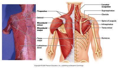 Muscles of the posterior shoulder and back