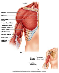 Muscles of the upper arm