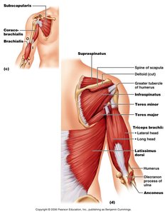 Muscles of the posterior arm and rotator cuff
