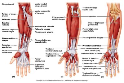 Muscles of the forearm (anterior and posterior views)