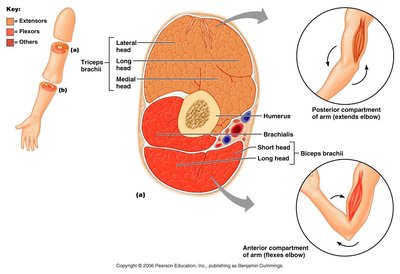 Cross-section of the arm showing muscle compartments