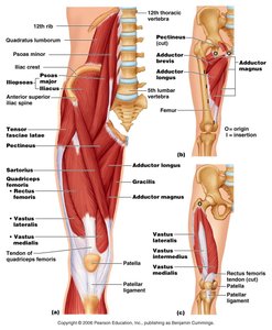 Muscles of the thigh (anterior and medial views)