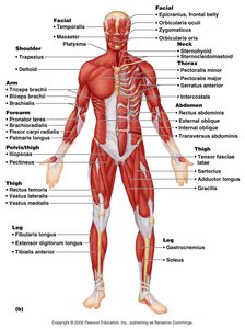 Anterior view of major muscles of the human body