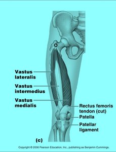 Quadriceps femoris group