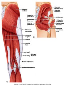 Muscles of the gluteal region and posterior thigh