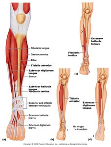 Muscles of the anterior and lateral leg