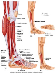Muscles of the lateral and posterior leg