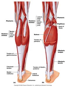 Muscles of the posterior leg (superficial and deep)
