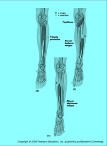 Deep muscles of the posterior leg