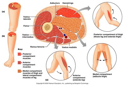 Cross-section of the thigh showing muscle compartments