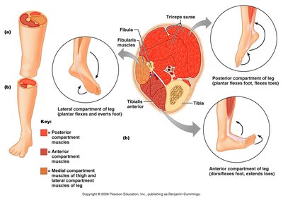 Cross-section of the leg showing muscle compartments