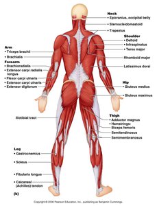 Posterior view of major muscles of the human body