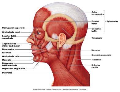 Lateral view of head and neck muscles