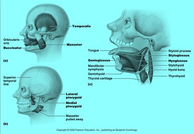 Muscles of mastication and tongue movement