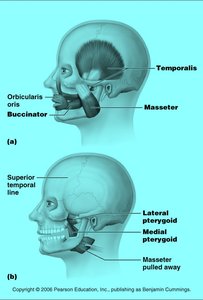 Muscles of mastication