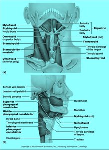 Muscles of the anterior neck and throat