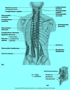 Deep muscles of the back