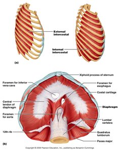 Intercostal muscles and diaphragm