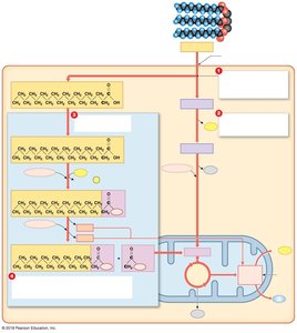 Lipid catabolism and beta-oxidation