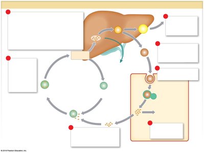 Lipoprotein transport and distribution