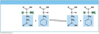 Amino acid transamination