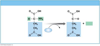 Amino acid deamination