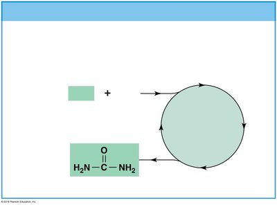 Urea cycle