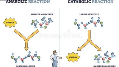 Anabolic and catabolic reactions diagram