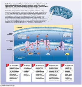 Overview of glycolysis and citric acid cycle