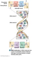 DNA molecule showing base pairing