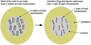 Somatic cells vs gametes chromosome number