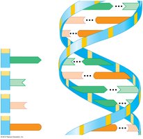 Passing genetic material during cell division