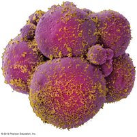 Mitosis process