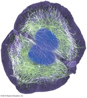 Cell division for growth and repair