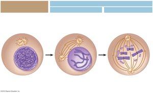Phases of mitosis