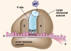 Translation initiation at ribosome