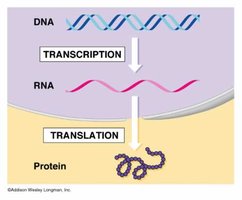 Overview of transcription and translation