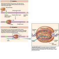 Transcription initiation and elongation