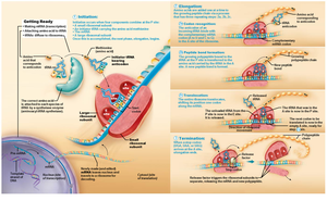 Peptide bond formation during translation