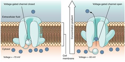 Voltage-gated channel closed and open