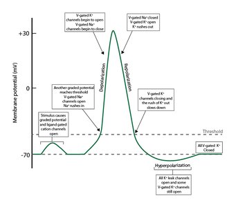 Channels during action potential (K+ dynamics and recovery)
