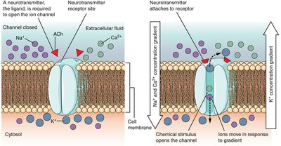 Ligand-gated channel closed and open