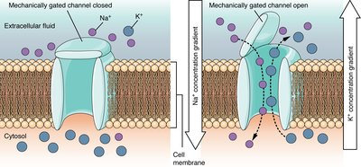 Mechanically-gated channel closed and open