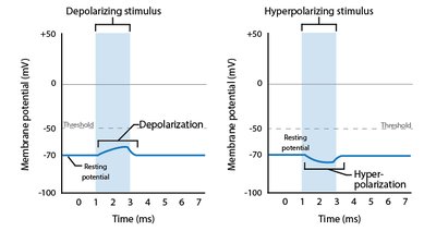 Depolarization and hyperpolarization graph