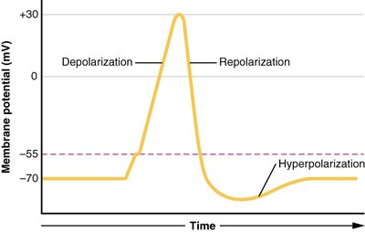 Action potential graph